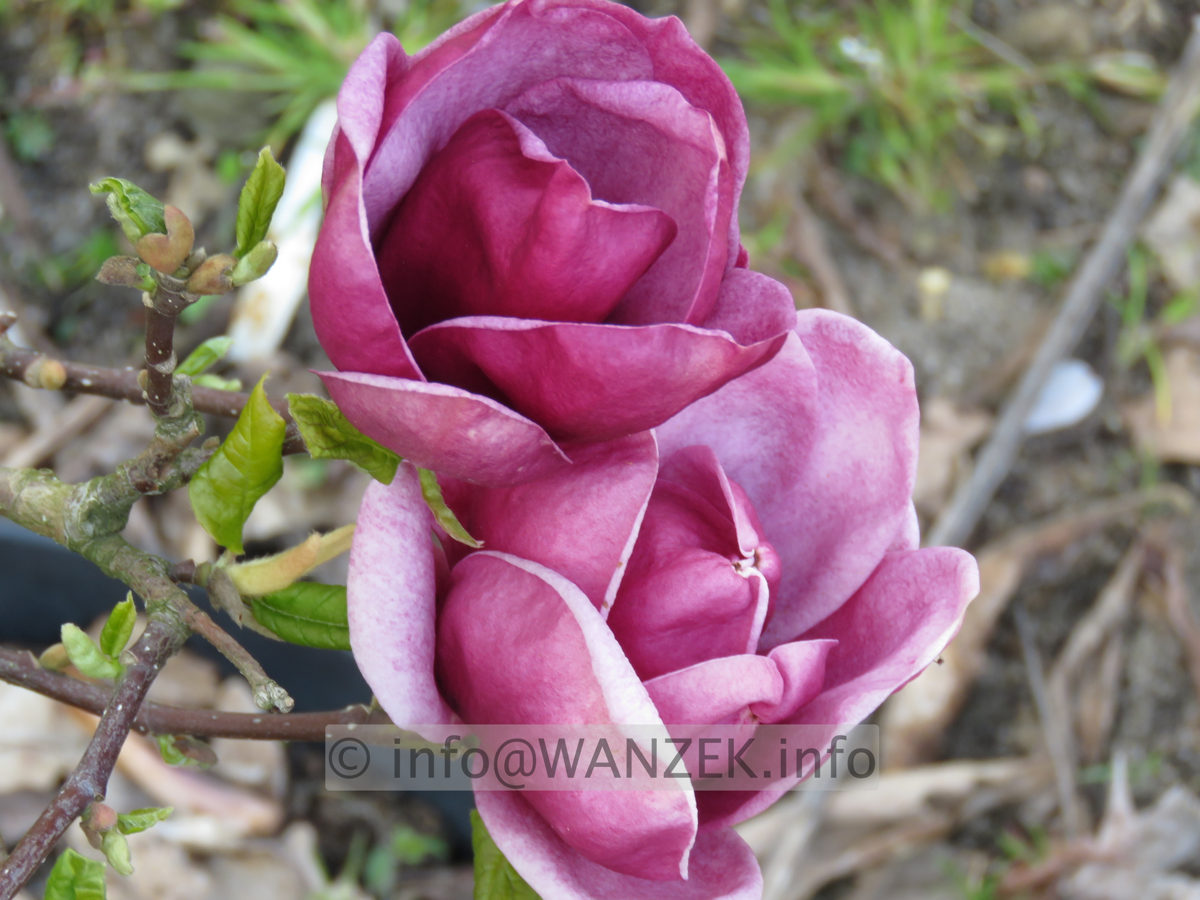 Magnolia Hybride Genie 03.JPG